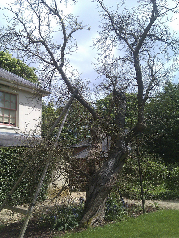 Photo of Charles Darwin's mulberry, Down House